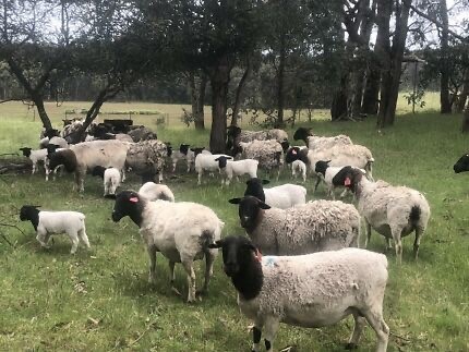 Dorper Ewes Black head with lamb at foot for sale