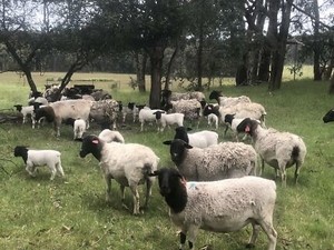 Dorper Ewes Black head with lamb at foot for sale