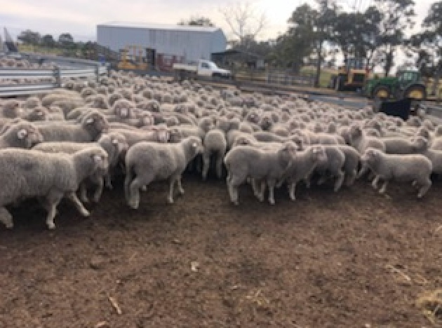 EOI - Approx 1500 MPM Merino Mixed Sex Lambs - WA