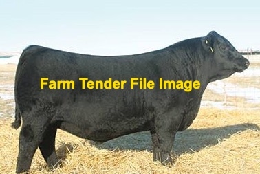 Black or red Angus or Murray grey bull wanted