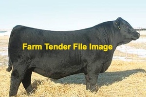Black or red Angus or Murray grey bull wanted