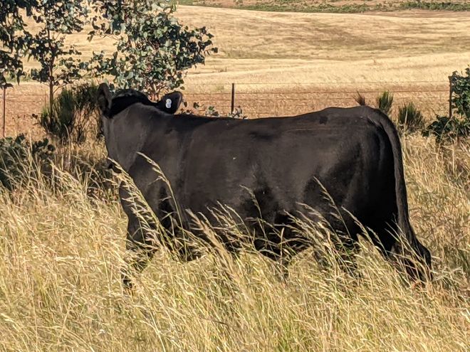 Murray Grey Bull Calf