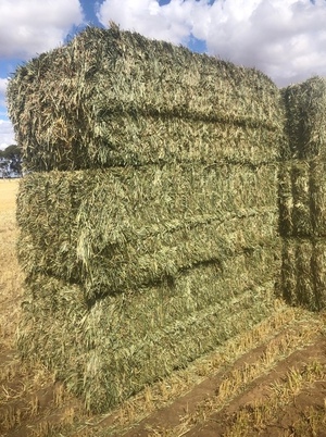 New Season' Wheaten Hay Ready to Go in 8x4x3 Bales Ex Paddock