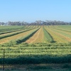 High Quality shedded Vetch hay