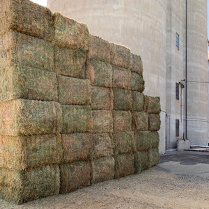 ** New Season Vetch Hay **