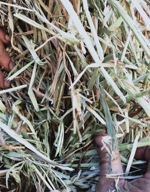 Oaten Hay $115 plus GST
