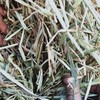 Oaten Hay $115 plus GST