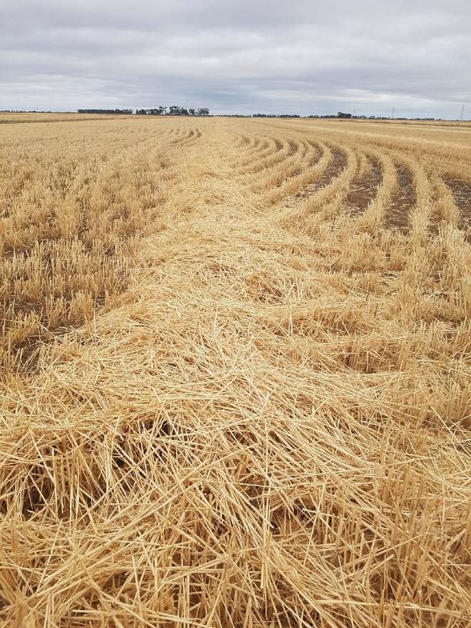 Barley straw in big squares