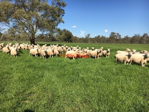 Agistment wanted Small mobs 1 to 2 Decks Sheep