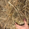 200 x Pasture Hay 5x4 Rolls