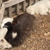 Livestock Guardian Puppies