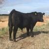 Registered Angus Bull For Sale