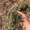 vetch hay - 3 bdoubles