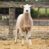 Under Auction - Lot 9 Highlander Ram 191137 (DLE Ram Auction A100 - 10th Sept via Auctionsplus) 