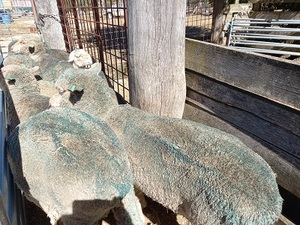 MERINO EWES x 20 READY to JOIN EWE HOGGETS 1ST CROSS BREEDERS FINE WOOL