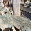 MERINO EWES x 20 READY to JOIN EWE HOGGETS 1ST CROSS BREEDERS FINE WOOL
