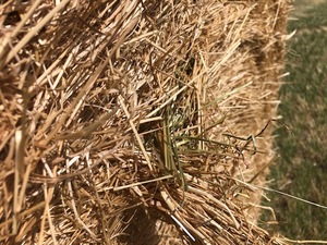 Rye Grass Straw