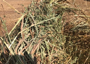 300 x Oaten Hay 5x4 Rolls