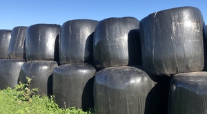 Lucerne Silage