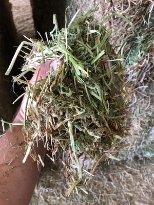 165mt Vetch Hay 700kg 8x4x3 Bales Shedded 