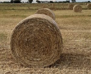 Oaten Hay