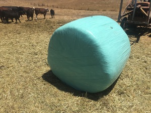 Silage Oaten/Rye