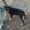 Well bred Kelpie pups