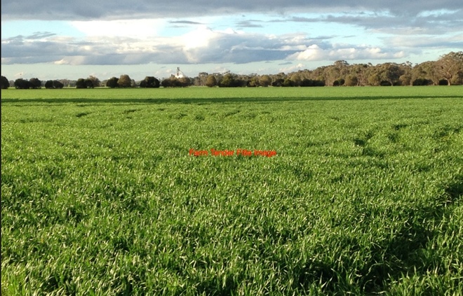 Agistment / Lease Wanted for Ewe's & Lambs