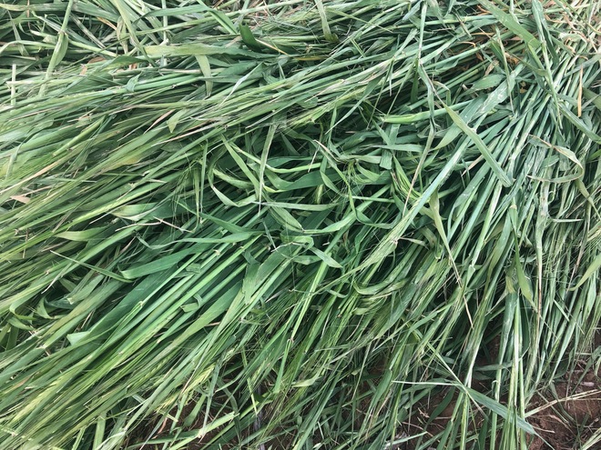 Barley Silage in 6x4x3 Bales 