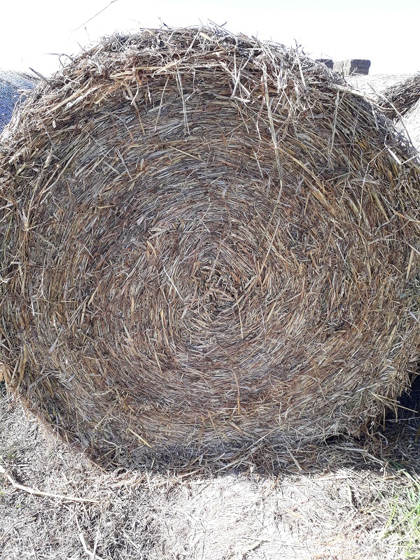 Under Auction - Oaten hay for sale 100 - 5x4 rolls. 2019 season - Sold Per Bale 