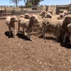 Merino wether lambs
