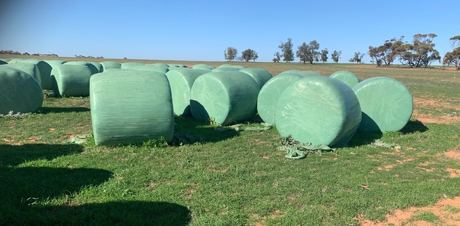 200 + Clover Rye Silage Rolls