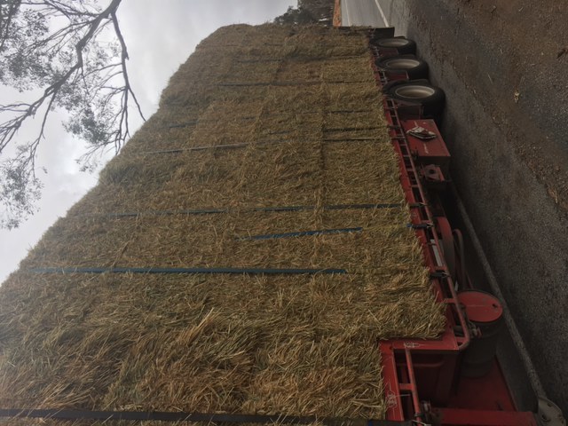 Wheaten Hay - 250mt available
