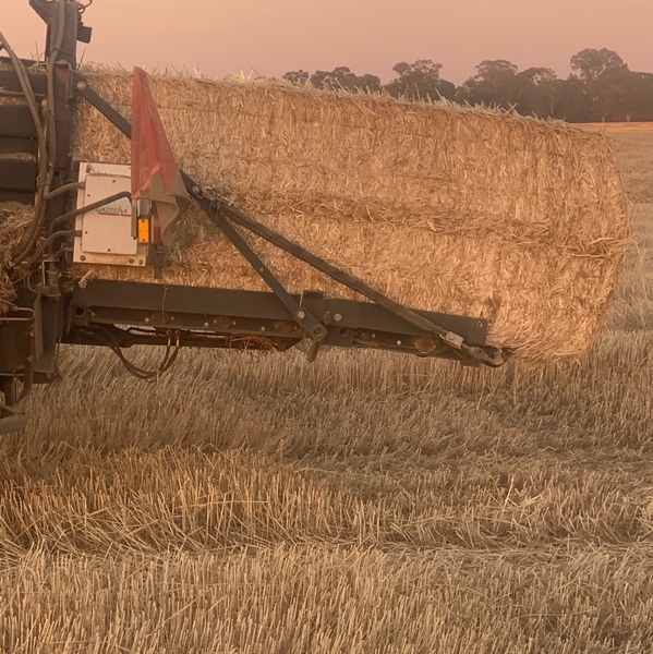 Windrowed Wheat Straw - New Season