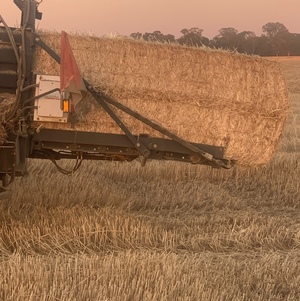 Windrowed Wheat Straw - New Season 