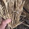 Windrowed wheaten straw For Sale 400kgs