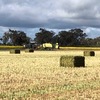 Canola Silage Updated listing 