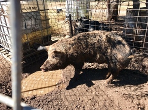 Breeding Boar 