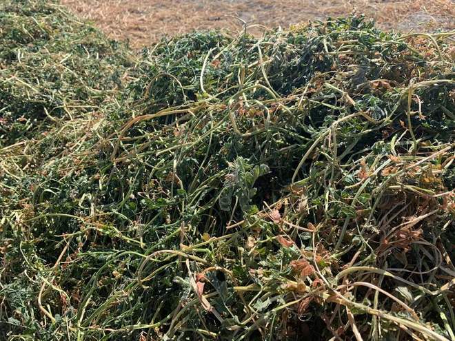 New Season 8x4x3 Vetch Hay