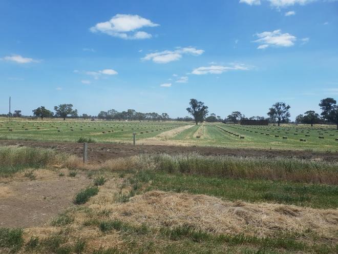 Under Auction - This Seasons Lucerne Hay Small Square Bales in packs of 21 - approximately 1000 - Sold by the Bale