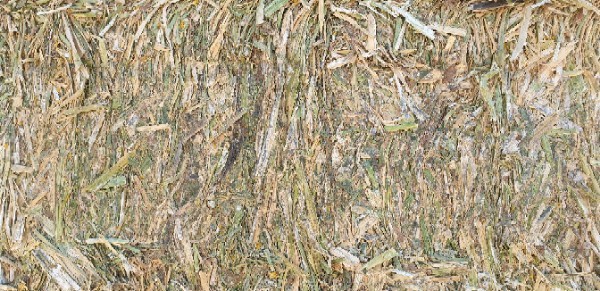 'New Season' Canola Hay 8x4x3 Bales