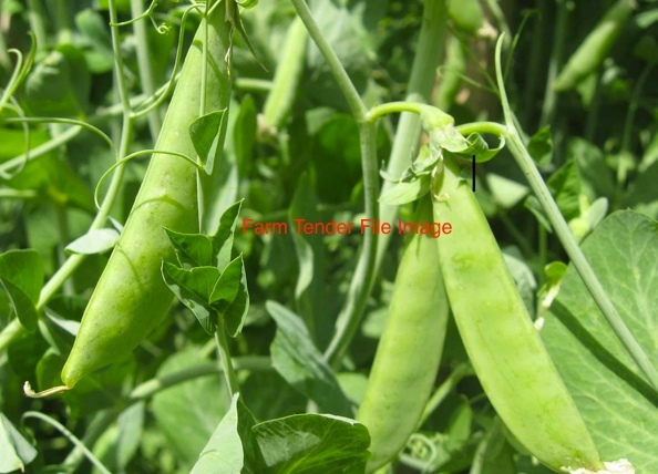 WANTED 13-14mt Field Peas suitable for seed