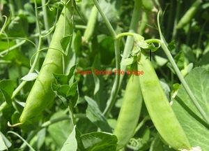 WANTED 13-14mt Field Peas suitable for seed