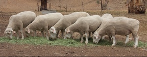White Suffolk Rams