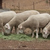 White Suffolk Rams