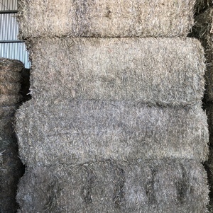 57 bales of vetch and canola hay