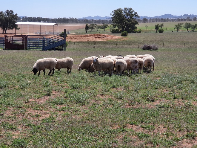 20 WELL BRED 1ST X EWES