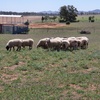 20 WELL BRED 1ST X EWES