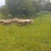 Poll Dorset Rams x 8
