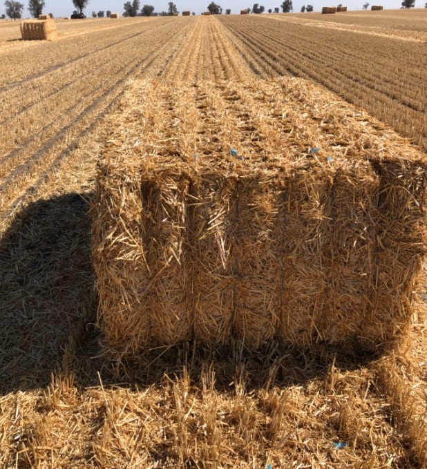 Chopped Oaten Header Tailings (COHT) With GOOD FEEDTEST